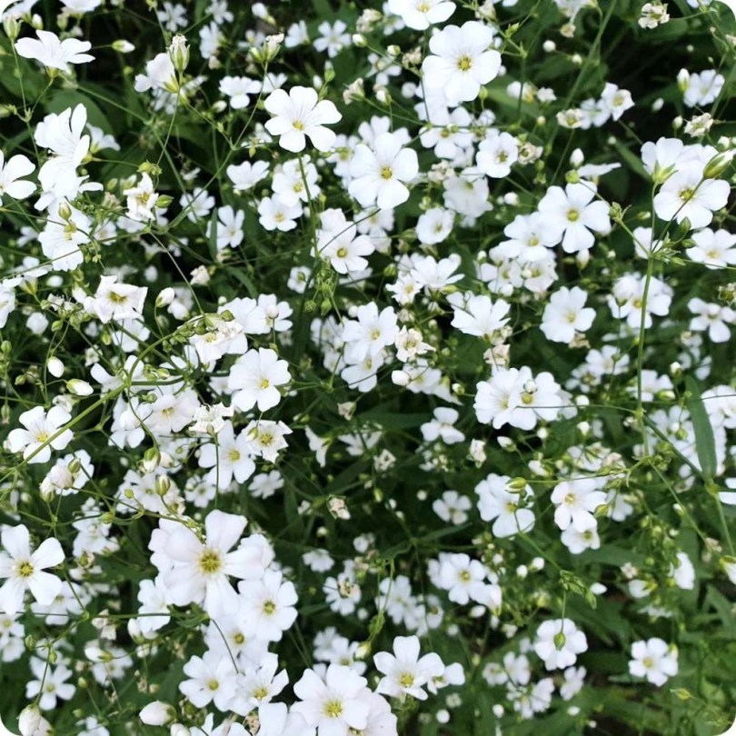 Egynyári fátyolvirág 'Covent Garden' Gypsophila elegans